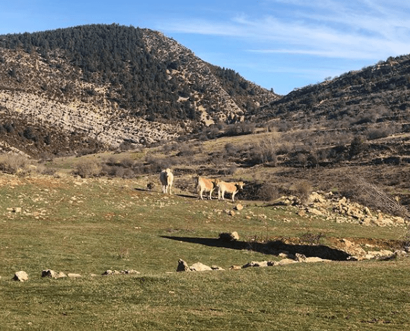paisaje maestrazgo con vacas